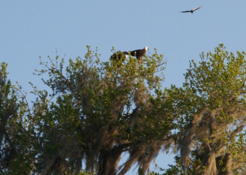 Two Bald Eagles, Paynes Prairie State Park, 4/25/14
